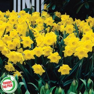 Dutch Master Daffodils bulk Thumbnail